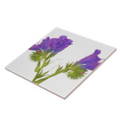 紫色の毒蛇のbugloss (echiumのplantagineum) タイル (側面)