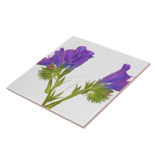 紫色の毒蛇のbugloss (echiumのplantagineum) タイル (側面)