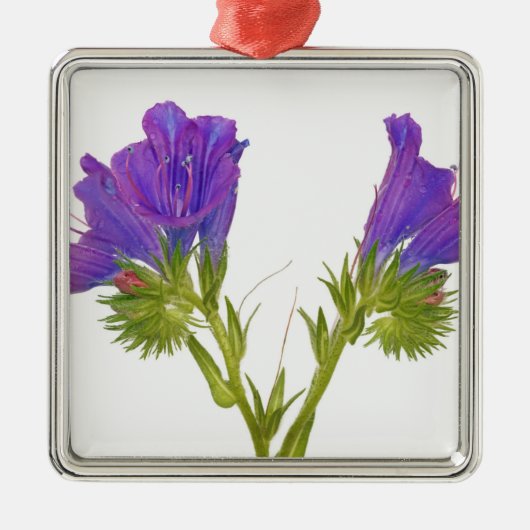 紫色の毒蛇のbugloss (echiumのplantagineum) メタルオーナメント (正面)