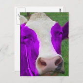 紫色の牛 ポストカード (正面/裏面)