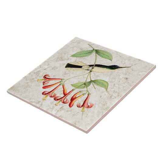 紫色の王冠の妖精のハチドリのヴィンテージの自然の芸術 タイル (側面)