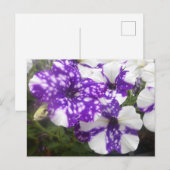 紫色の白い庭の花DIYはがき ポストカード (正面/裏面)