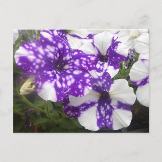 紫色の白い庭の花DIYはがき ポストカード (正面)