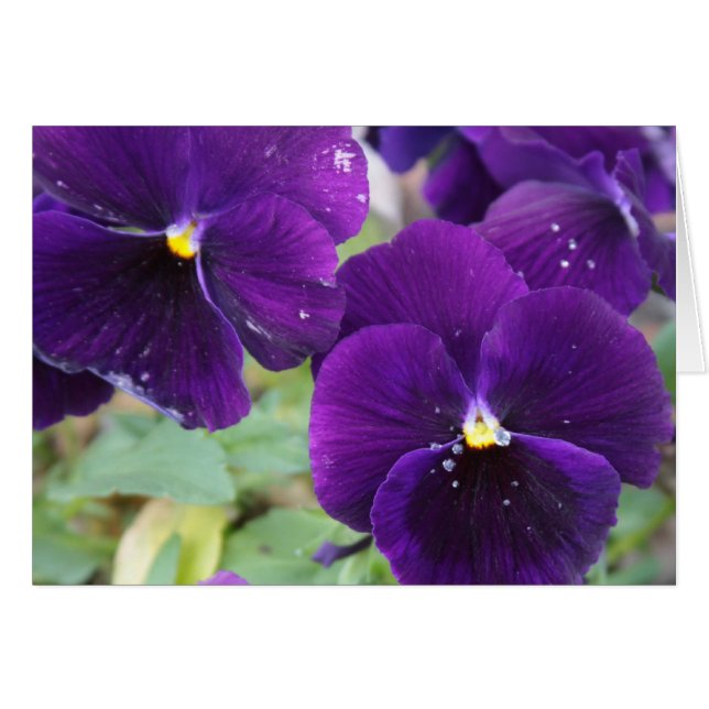 紫色の皇族 (正面横)