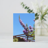 紫色の砂漠の花はがき ポストカード (スタンド正面)