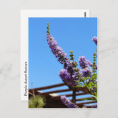 紫色の砂漠の花はがき ポストカード (正面/裏面)