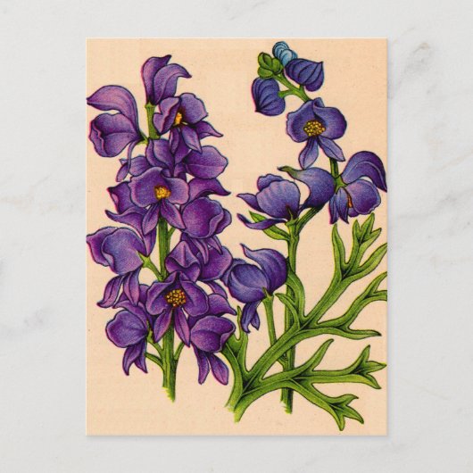 紫色の紋章 ポストカード (正面)