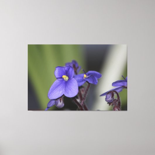 紫色の紫色の花開花 キャンバスプリント (正面)
