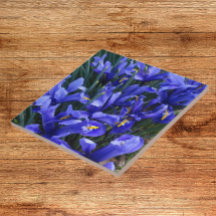 紫色の網状アイリスフローラ