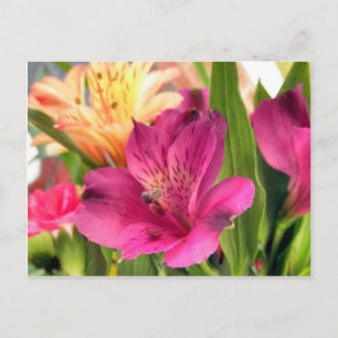 紫色の緑色花のユリの花の写真 ポストカード