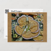 紫色の縁棚真菌コーディネート項目 ポストカード (正面/裏面)