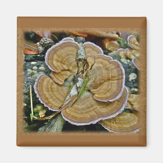 紫色の縁棚真菌コーディネート項目 マグネット (正面)