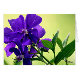 紫色の美しいの花(5.0)