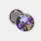 紫色の背の高い髭のあるアイリス磁石 マグネット (正面/裏面)