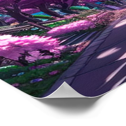 紫色の色相のさくらんぼブロッサムアリーで夕日 ポスター (角)