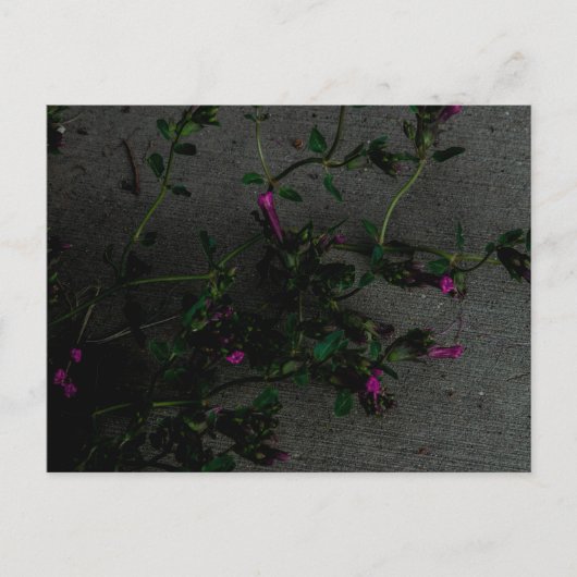 紫色の花と深いの影 ポストカード (正面)