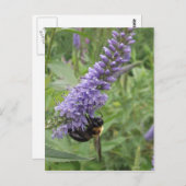 紫色の花にハチミツバチ ポストカード (正面/裏面)