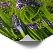 紫色の花のふわふわの羊畑 ポスター (角)