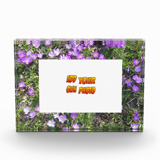 紫色の花のクロッカスお客様。フォトブロック フォトブロック (正面)