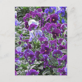 紫色の花のフィールド8420パンジー ポストカード
