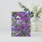 紫色の花のフィールド8420パンジー ポストカード (スタンド正面)