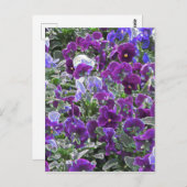 紫色の花のフィールド8420パンジー ポストカード (正面/裏面)