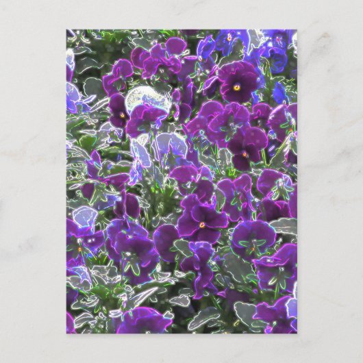 紫色の花のフィールド8420パンジー ポストカード (正面)