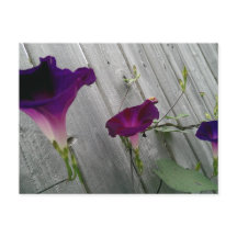 紫色の花のポストカード