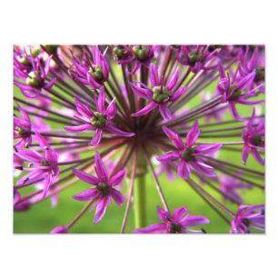 紫色の花の写真撮影 フォトプリント