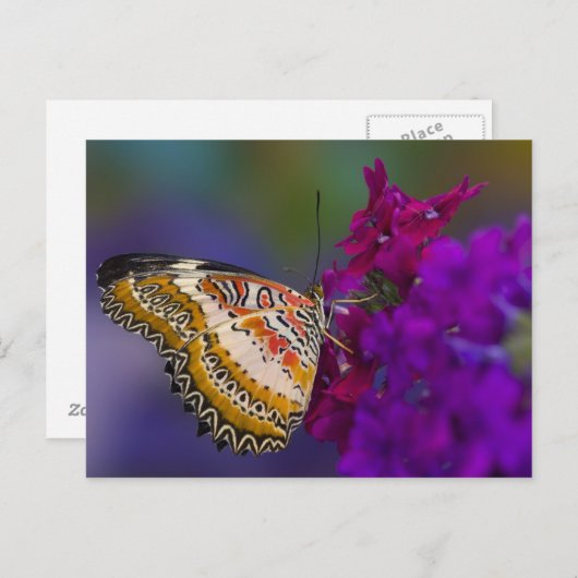 紫色の花の熱帯蝶 ポストカード (正面/裏面)