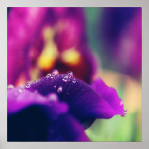 紫色の花の花の花の雨の滴マクロ抽象芸術 ポスター