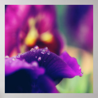 紫色の花の花の花の雨の滴マクロ抽象芸術 ポスター