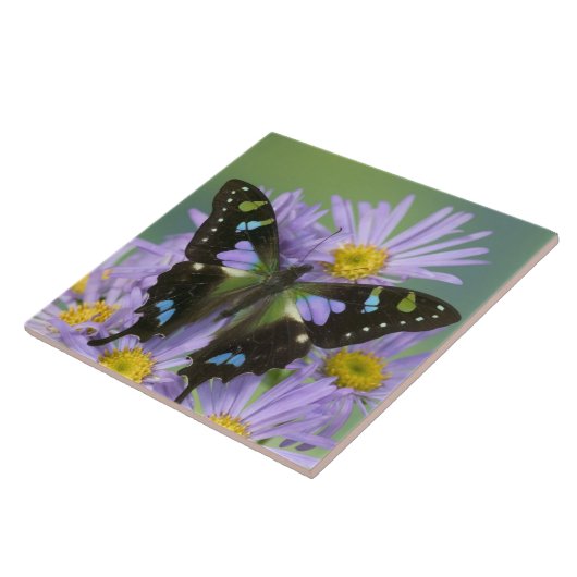 紫色の花の蝶 タイル (側面)