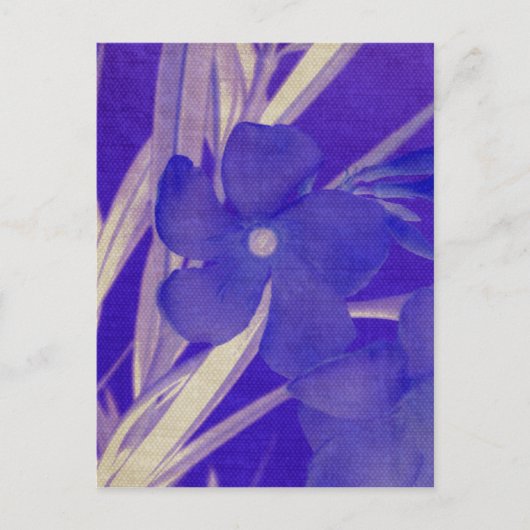 紫色の花の郵便はがき ポストカード (正面)