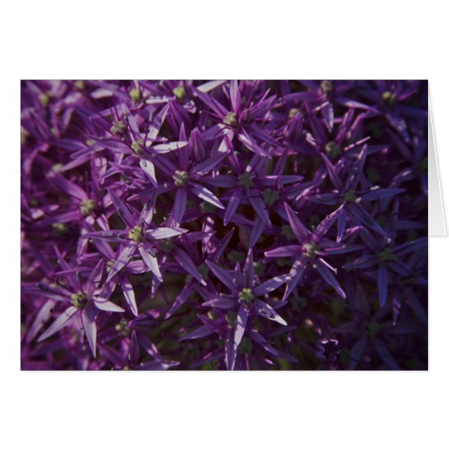 紫色の花の開花の空白のなカード (正面横)