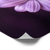 紫色の花の開花 ポスター (角)