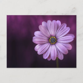 紫色の花の開花 ポストカード