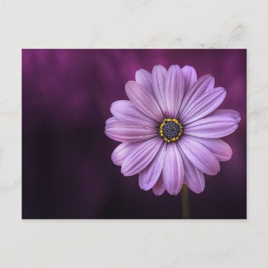 紫色の花の開花 ポストカード (正面)