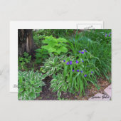 紫色の花はがき付きホスタガーデン ポストカード (正面/裏面)