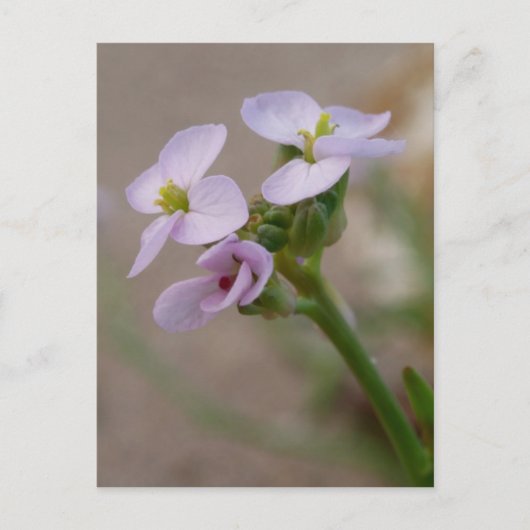 紫色の花はがき ポストカード (正面)