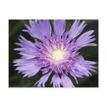 紫色の花はがき