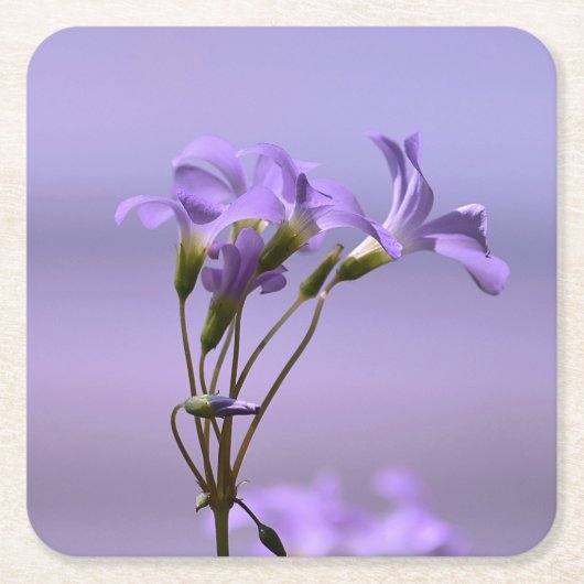 紫色の花コースター スクエアペーパーコースター (正面)
