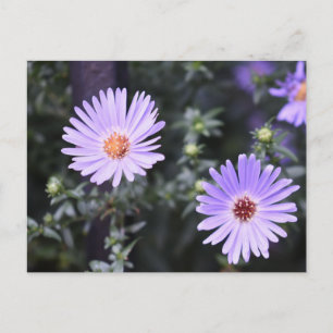 紫色の花サマー自然撮影フローラ ポストカード