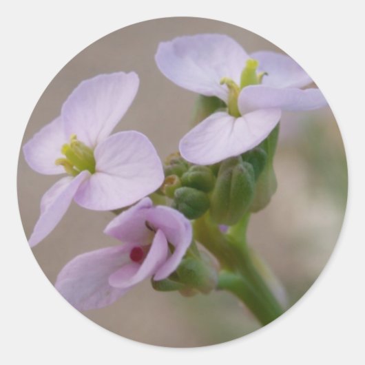 紫色の花シール ラウンドシール (正面)