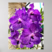 紫色の花ムーンオーキッド熱帯植物 ポスター (正面)