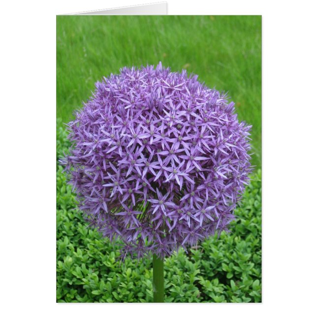 紫色の花球 (正面)