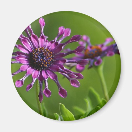 紫色の花磁石 マグネット (正面)