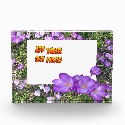 紫色の花紫色のクロシズお客様。フォトブロック フォトブロック (正面)