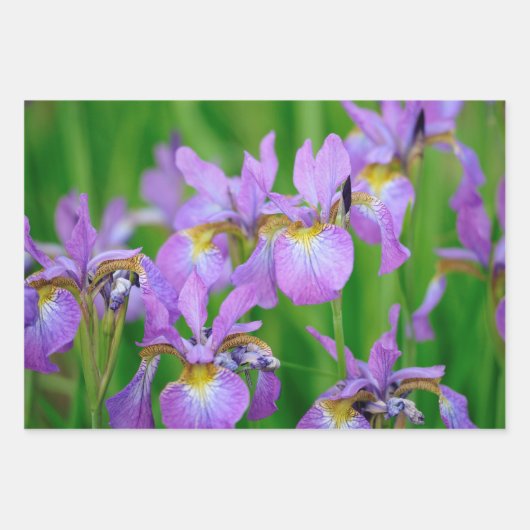 紫色の花菖蒲の花 ラッピングペーパーシート (正面)