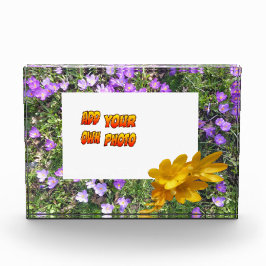 紫色の花黄色のクロセスお客様。フォトブロック フォトブロック